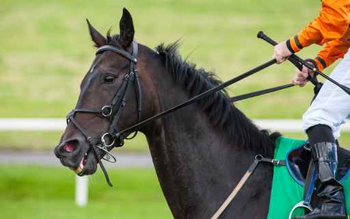 The Mental Life of Racehorses: What Do They Think & Feel?