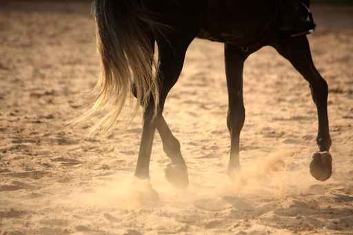 Equine Skeletal Injuries: Is There Hope For Horses?