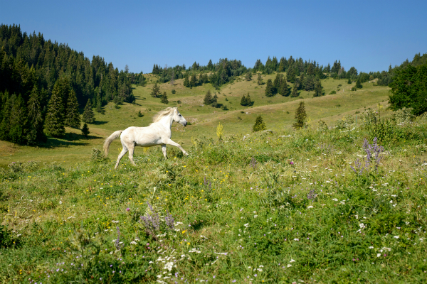 How Horses Help Maintain Environmental Balance
