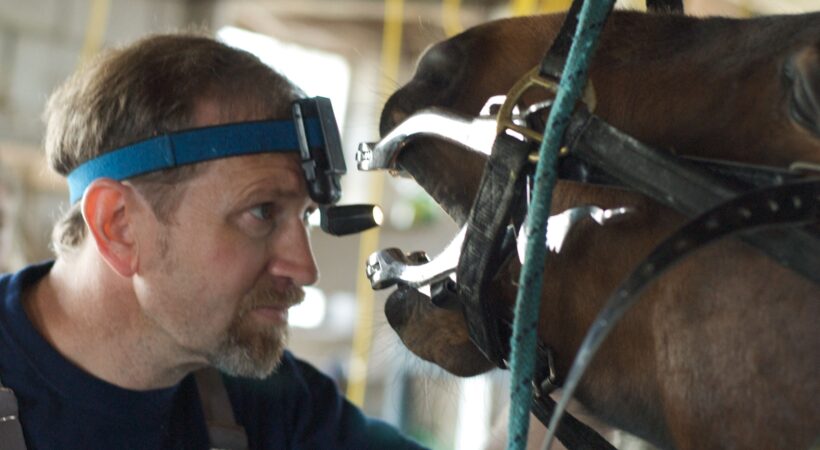 Dentistry For Horses: Equine Dentists & Tooth Whisperers