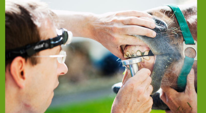 equine oral health