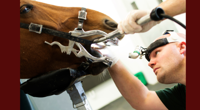 horse dentistry